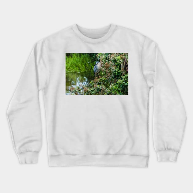 Honolulu of black-crowned night heron Crewneck Sweatshirt by KensLensDesigns